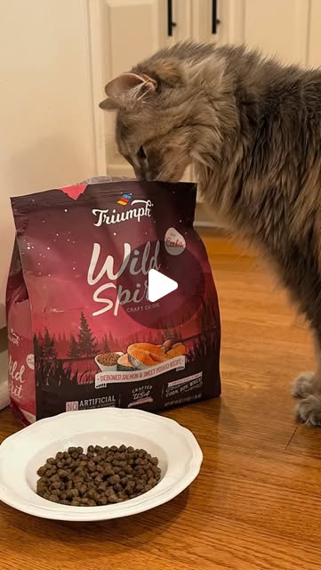Salmon Cat Food — Triumph Pet Food