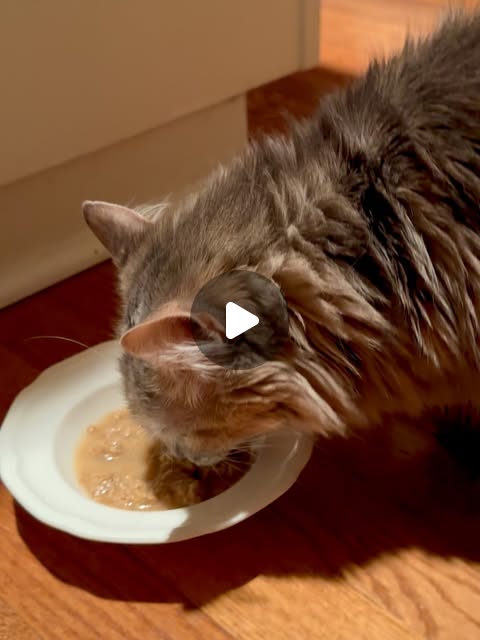 Wet Cat Food